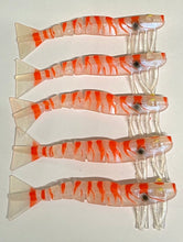 Load image into Gallery viewer, 5 x Kevlar Live Shrimp / Prawns