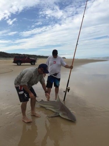 Pre-rigged Slide Bait Rigs - Live/dead bait sliding, BIG baits = BIG fish -  2 pack